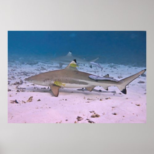 Black Tip Reef Shark on the Flats Poster