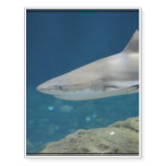Black Tipped Shark Swimming Underwater Temporary Tattoos