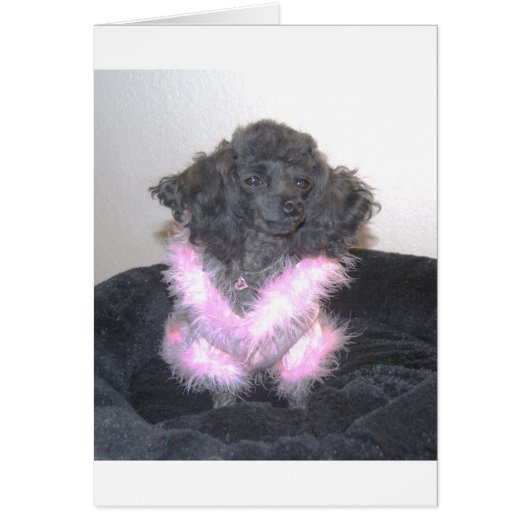 Black Toy Poodle in Pink Sweater oh la la Cards (Front)
