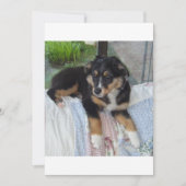 black tri puppy aussie (Front)