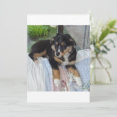 black tri puppy aussie (Standing Front)