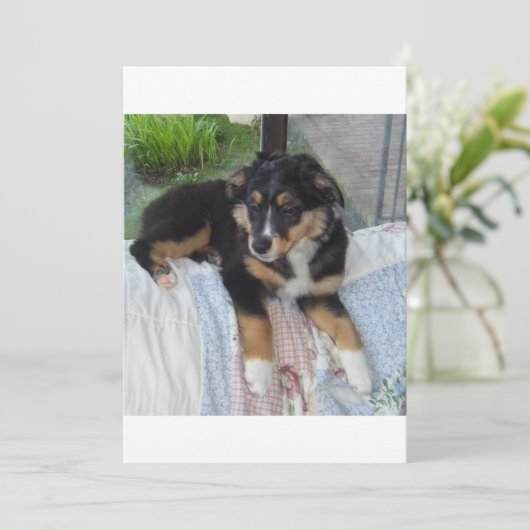 black tri puppy aussie (Standing Front)