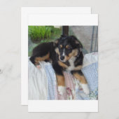 black tri puppy aussie (Front/Back)