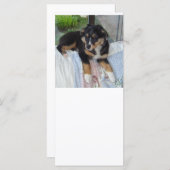 black tri puppy aussie (Front/Back)