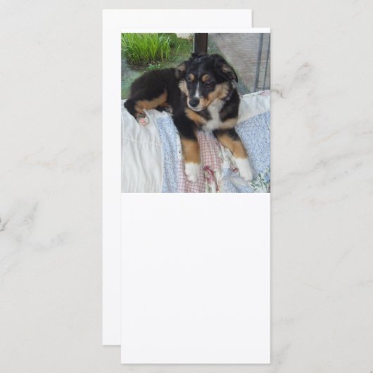 black tri puppy aussie (Front/Back)