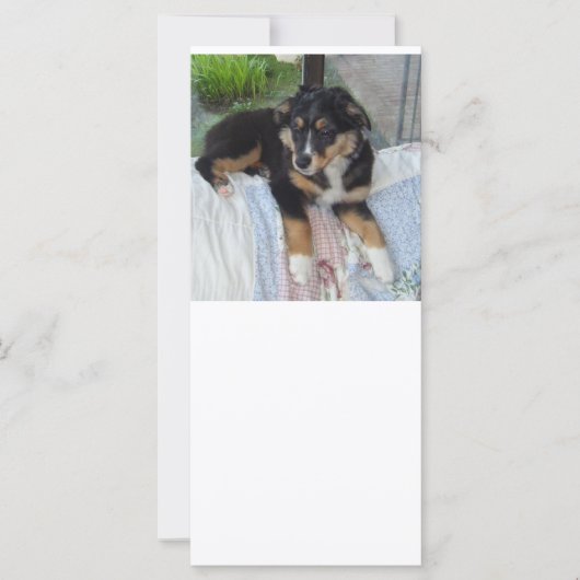 black tri puppy aussie (Front)