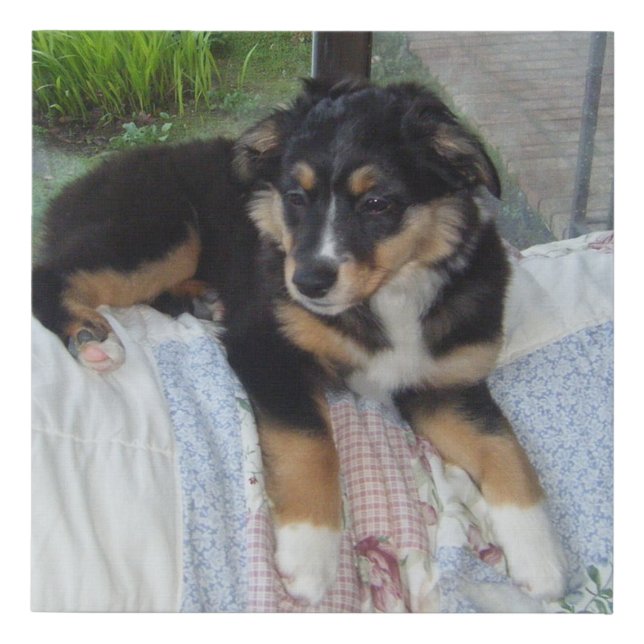 black tri puppy aussie faux canvas print (Front)