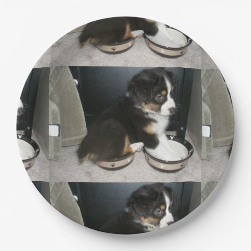 black tri puppy mini aussie in bowlspng paper plates