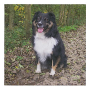 black tru aussie sitting faux canvas print