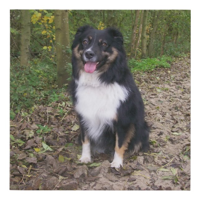 black tru aussie sitting faux canvas print (Front)