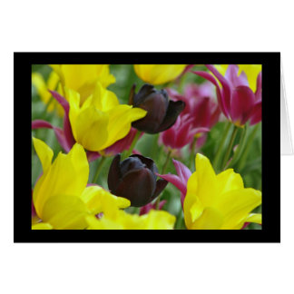 Black Tulip Cards