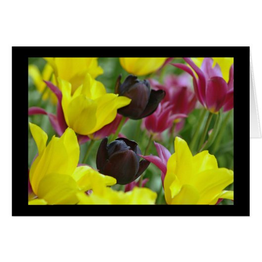 Black Tulip Cards (Front Horizontal)