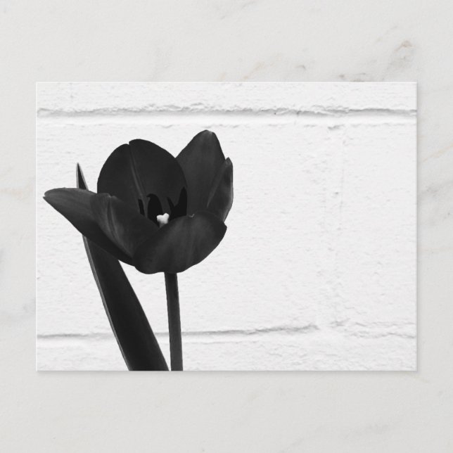 Black Tulip | Postcard (Front)