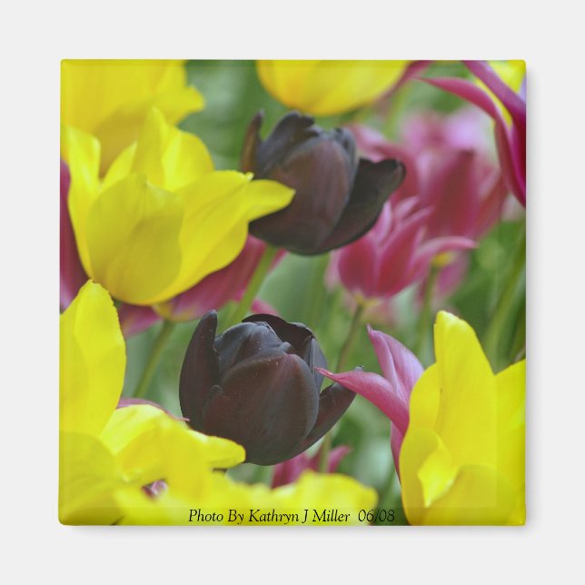 Black Tulips Magnet (Front)