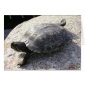 Black Turtle (Front Horizontal)