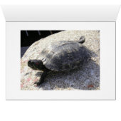 Black Turtle Cards (Inside Horizontal (Bottom))