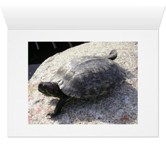 Black Turtle Cards (Inside Horizontal (Bottom))