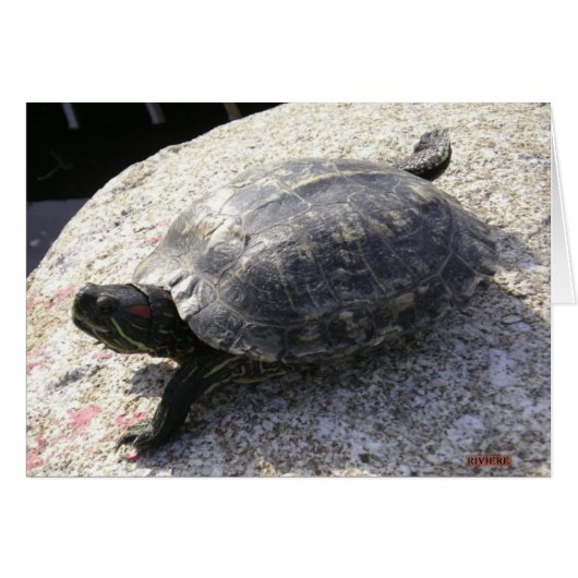 Black Turtle Cards (Front Horizontal)