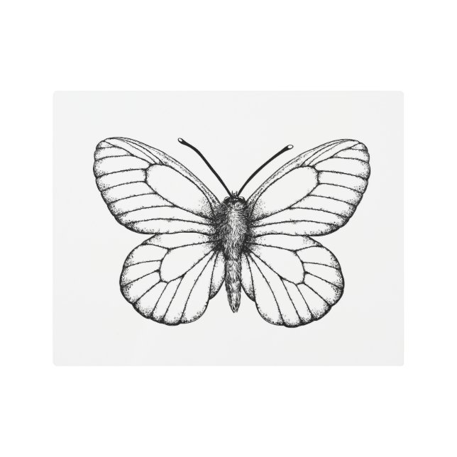 Black-veined white butterfly metal print (Front)