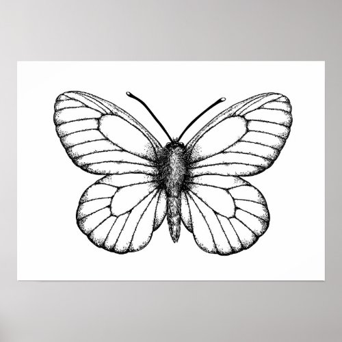 Black_veined white butterfly poster