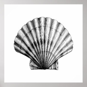 Black Vintage SeaShell Pilgrim Mussel Illustration Poster