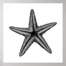 Black Vintage Starfish Illustration Wall Art
