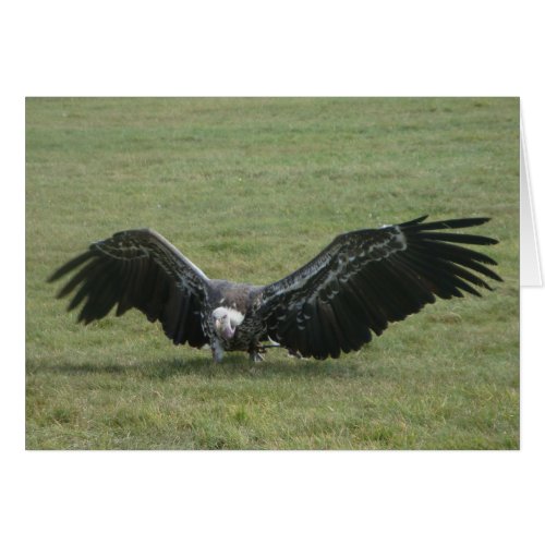 black vulture bird of prey photo art card