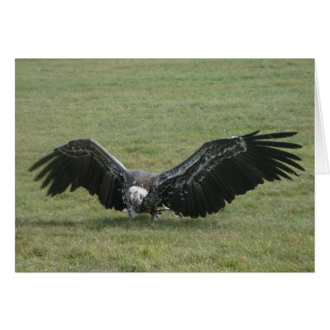 black vulture bird of prey photo art card (Front Horizontal)
