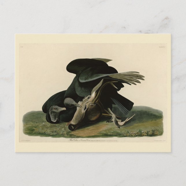 Black Vulture, from Audubon's Birds of America Postcard (Front)