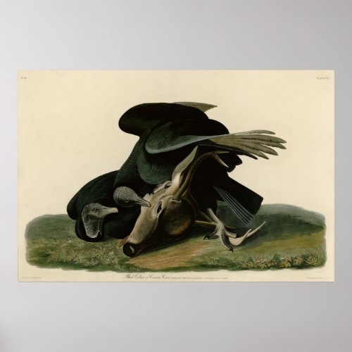 Black Vulture from Audubons Birds of America Poster