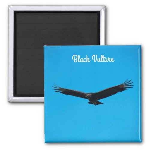 Black Vulture Magnet