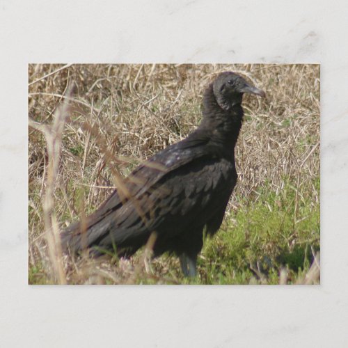 Black Vulture Photo Postcard
