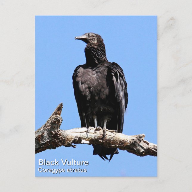 Black Vulture Postcard (Front)