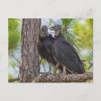 Black Vulture Postcard by KitzmanDesignStudio at Zazzle