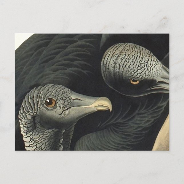 Black Vultures, John James Audubon Postcard (Front)