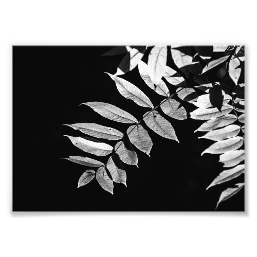Black Walnut Leaves in Black and White Photo Print