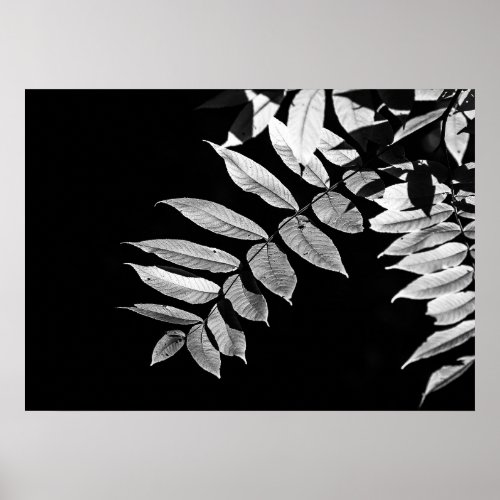 Black Walnut Leaves in Black and White __  Poster