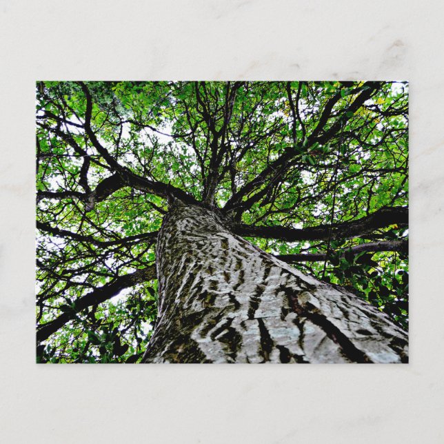 Black Walnut Trunk and Branches Postcard (Front)