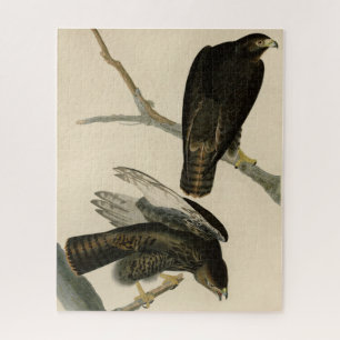 Black Warrior (Red-tailed Hawk) from Audubon Birds Jigsaw Puzzle