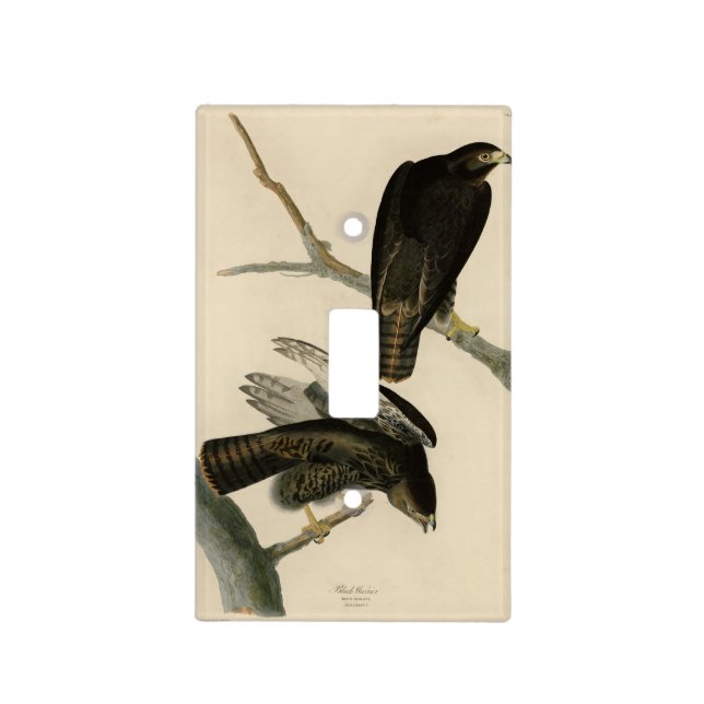 Black Warrior (Red-tailed Hawk) from Audubon Birds Light Switch Cover (Front)