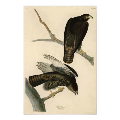 Black Warrior Red_tailed Hawk from Audubon Birds Photo Print