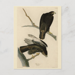 Black Warrior (Red-tailed Hawk) from Audubon Birds Postcard