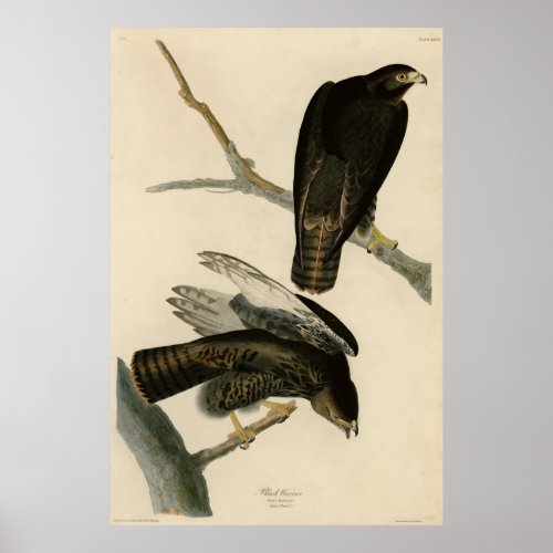 Black Warrior Red_tailed Hawk from Audubon Birds Poster