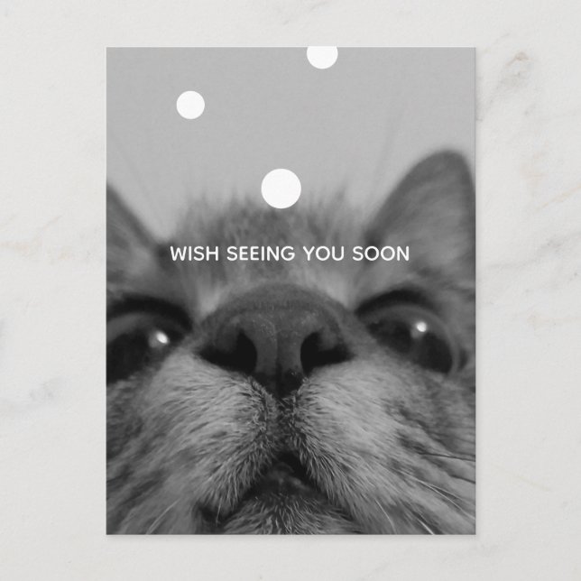 Black&White 17yro kitty  Blank Postcard  (Front)
