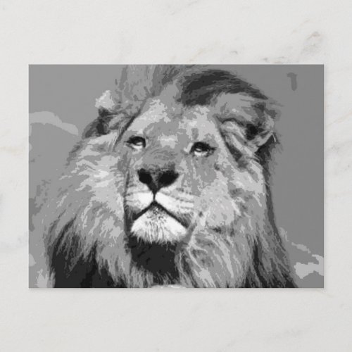 Black  White African Lion Postcard