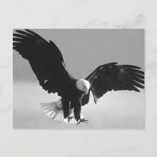 Black  White Bald American Eagle Postcard
