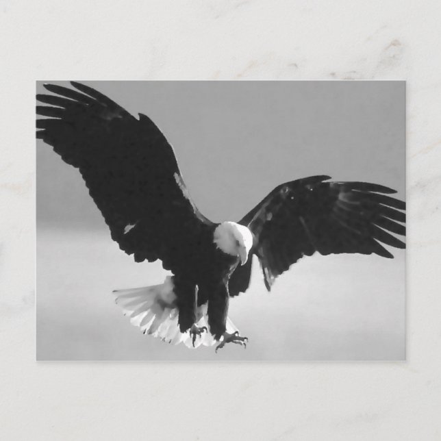 Black & White Bald American Eagle Postcard (Front)