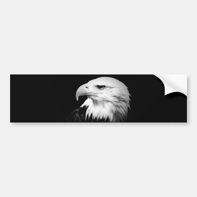 Black & White Bald Eagle Bumper Sticker (Front)