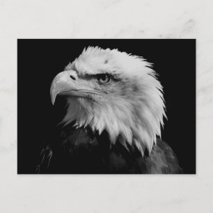 Black & White Bald Eagle Postcard