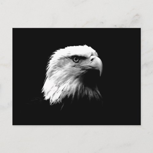 Black  White Bald Eagle Postcard